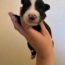 Border Collie Puppies from Athena’s Collies