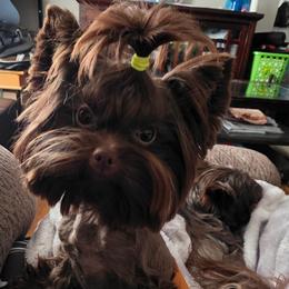 Atlas - Yorkshire Terrier