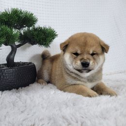 Asahi - Red male Shiba Inu puppy in Sacramento, California from Shiba Inu of Matrix