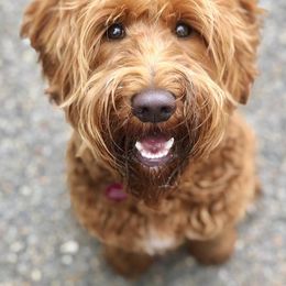 Australian Labradoodle Puppies from Starlight Ridge Australian Labradoodles