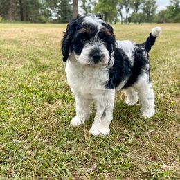 Earl - Brown roan and tan male Cockapoo puppy in Beresford, South Dakota from DAKOTA DOOD RANCH