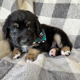 Bernedoodle Puppies from Sunny Sky Doodles