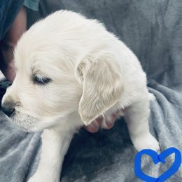 Golden Retriever Puppies from Valiant Goldens