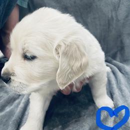 Golden Retriever Puppies from Valiant Goldens
