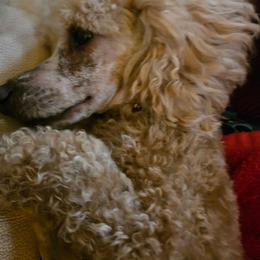 Eddie - Poodle