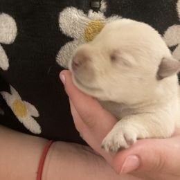 Boy 2 - Wheaten male Scottish Terrier puppy in Fenton, Michigan from Carnes Croft Scotties