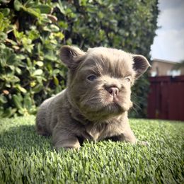 Kiara - Tricolors female French Bulldog puppy in San Diego, California from Hlop Frenchies LLC