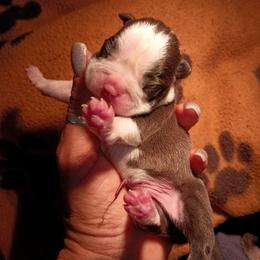 Brindle Boy black - Black brindle and white male Boston Terrier puppy in Hamilton, Montana from Reds Studio