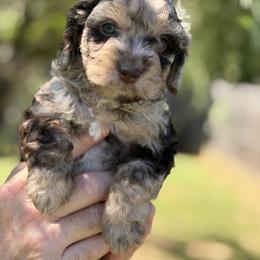 Cockapoo, Goldendoodle, and Labradoodle Puppies from Out of the Box Doodles