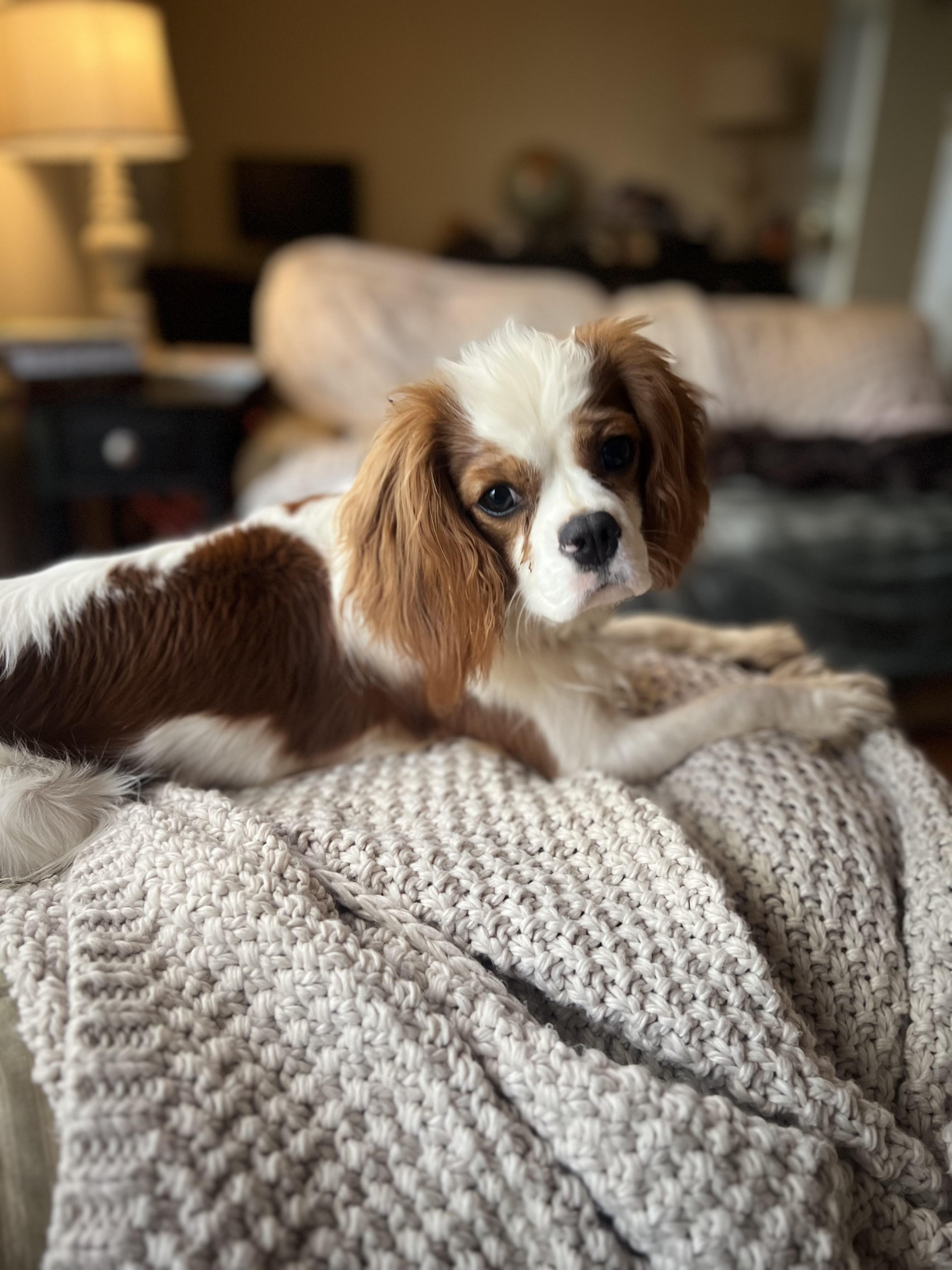 Daisy