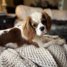 Daisy - Cavalier King Charles Spaniel