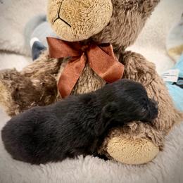 Girl 1 - Black female Pomeranian puppy in Sherman, Texas from Wynter Wonderland Poms