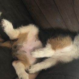 Gizzy - Corgipoo