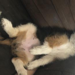 Gizzy - Corgipoo