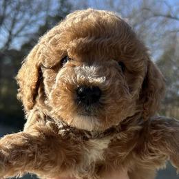 Goldendoodles and Miniature Schnauzers from Marvelous Mannered K9s of Texas