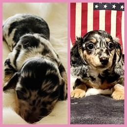 "Jazz x Frosty (Lulu)" Dachshund Puppies from Always Faithful Dachshunds