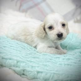 Dan - Piebald male Dachshund puppy in Decatur, Mississippi from KP Dachshunds