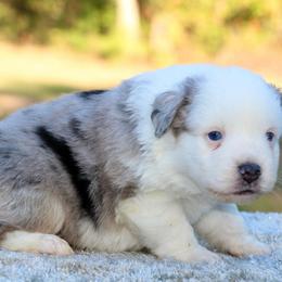 Snoopy - Blue merle male Miniature Australian Shepherd puppy in Bauxite, Arkansas from J & B Mini Aussies