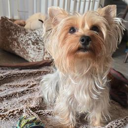 Echo Divine - Yorkshire Terrier