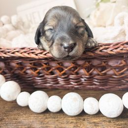 Pumpkin 3500 - Cream male Dachshund puppy in Sylvania, Alabama from Yancey’s Doxies