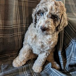 Lovey - Merle female Labradoodle puppy in Somerset, California from Annie’s Animals