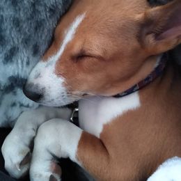 Basenji Puppies from WayCon kennels