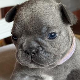 French Bulldog Puppies from themcfrenchies