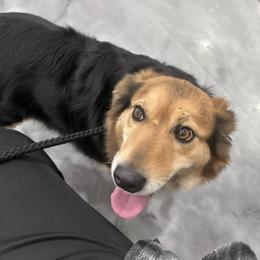 Chilli - Australian Shepherd