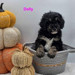 Dolly - Tri-color female Bernedoodle puppy in Summerville, South Carolina from Channys Doodles