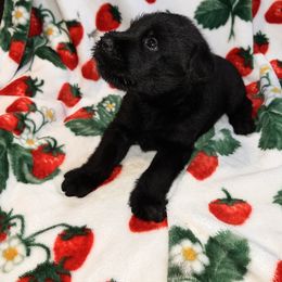 Giant Schnauzer Puppies from Toledo Bend Giants Vom Zitronen