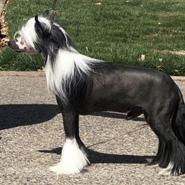 Bentley - Chinese Crested