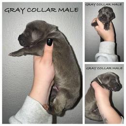 Grey - Blue male Great Dane puppy in Doylestown, Ohio from Dana's Danes