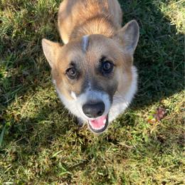 Dali - Pembroke Welsh Corgi