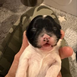 Clover - White and black male Chinese Crested puppy in Dublin, California from Show Style Chinese Cresteds