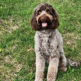 Arrow - Australian Labradoodle