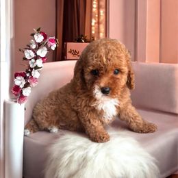 Nick - Parti male Poodle puppy in Davie, Florida from Dave Poodles