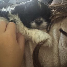 Liberty - Black and white female Shih Tzu puppy in Success, Missouri from Records Precious Puppies