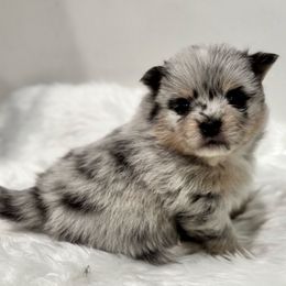 Max - Blue merle male Pomeranian puppy in Enfield, Connecticut from That Pom Haus