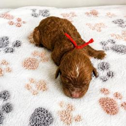 Half Pint - Red female Cavapoo puppy in Hudson, Michigan from Haaspawz
