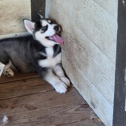 Boy 1 - Black and white male Siberian Husky puppy in Elgin, Texas from Hudson Husky
