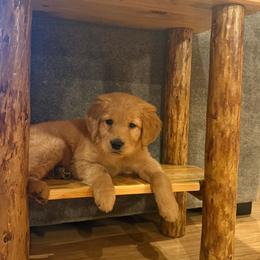 Dancer (pink collar), now Ruby - Dark golden female Golden Retriever puppy in Tenino, Washington from Oak River Goldens'