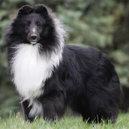 Dusty - Black and white male Shetland Sheepdog puppy in Elk, Washington from Asgard Shetland Sheepdogs