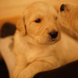 "Goldendoodle born 2/6/2020" Goldendoodle, Golden Retriever, and Sheepadoodle Puppies from Guppy Puppies
