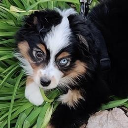 Australian Shepherds from Heart2Heart Pups LLC