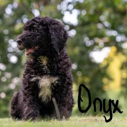 Bernedoodle, Goldendoodle, and Poodle Puppies from Poodles and Doodles By Grace