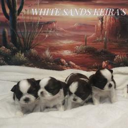Shih Tzu puppies from White Sands Shih Tzu's