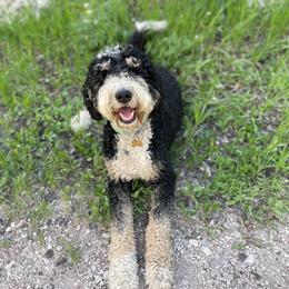 Ayla - Bernedoodle