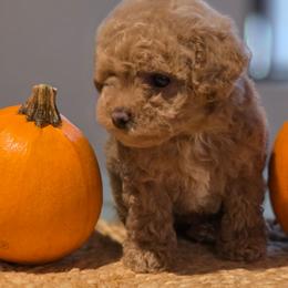 Porsche tiny girl - Apricot female Maltipoo puppy in San Diego, California from Maltipoos SD