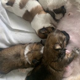 Shih Tzu Puppies from SCS Shih Tzus