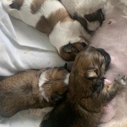 Shih Tzu Puppies from SCS Shih Tzus